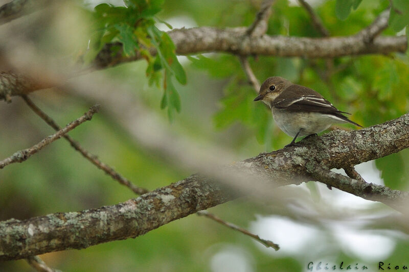 European Pied FlycatcherFirst year