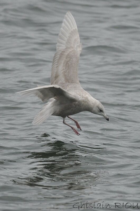 Iceland GullSecond year