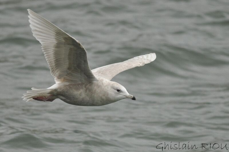 Iceland GullSecond year