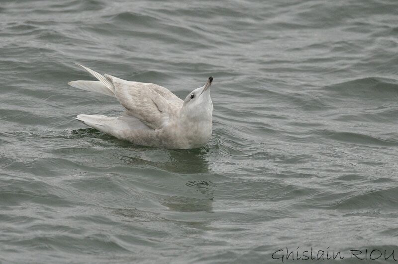 Goéland à ailes blanches2ème année