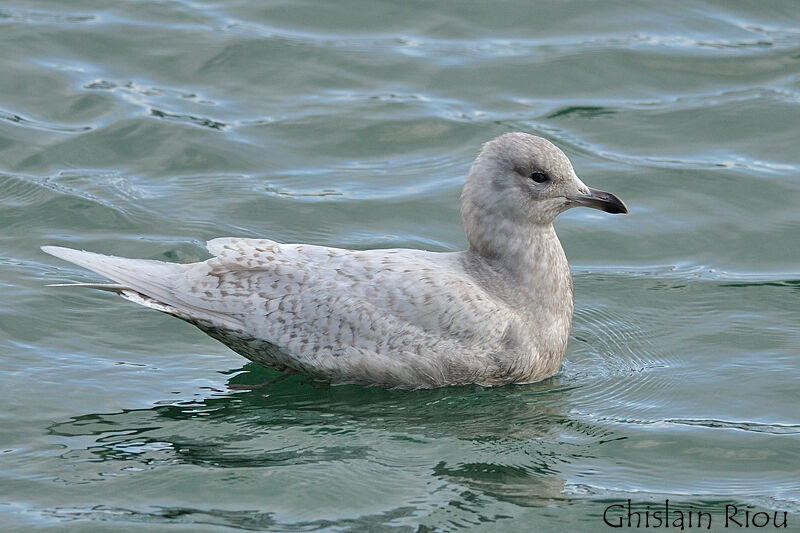 Iceland GullSecond year