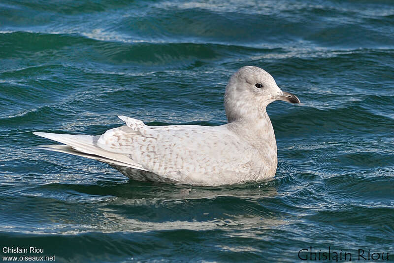 Iceland GullSecond year, swimming