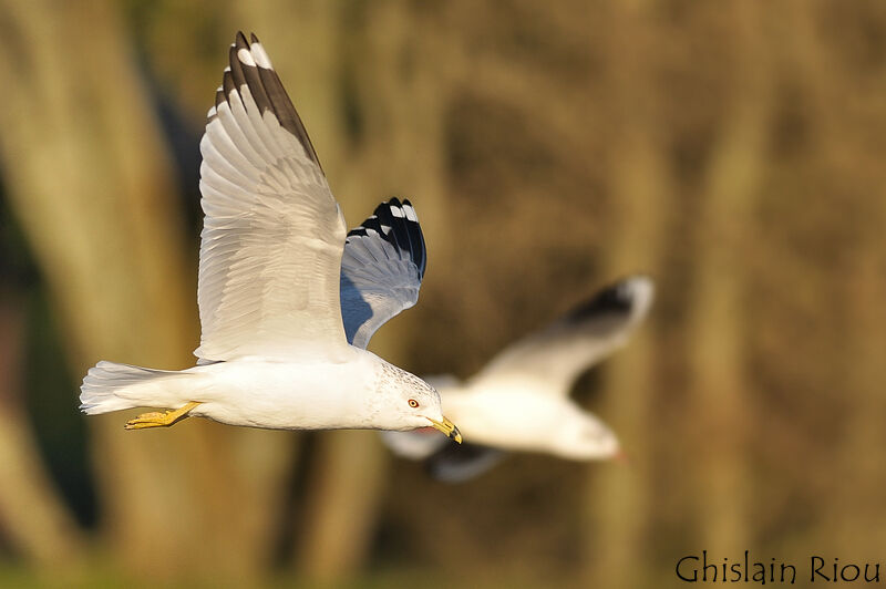 Ring-billed Gulladult