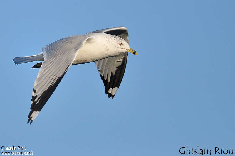 Ring-billed Gulladult, Flight