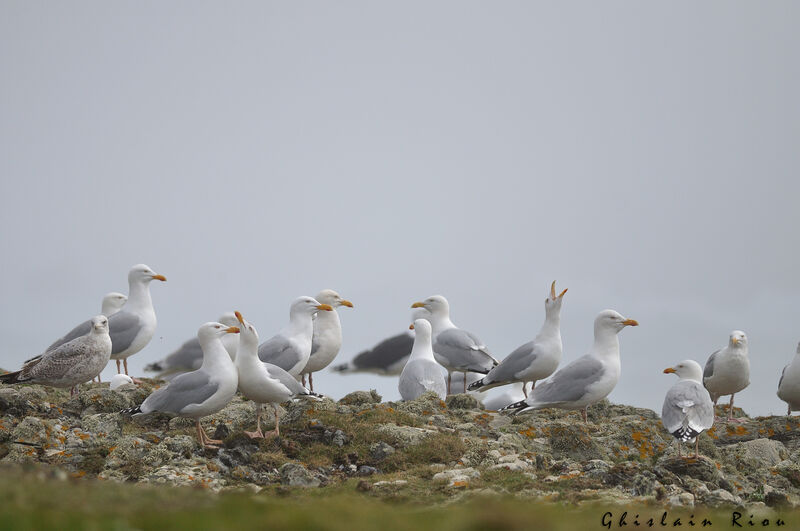 European Herring Gull