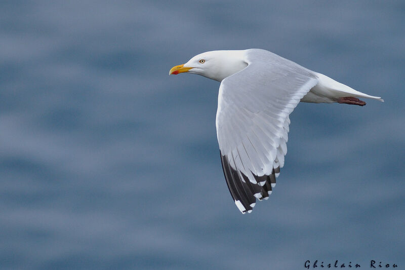 European Herring Gulladult, Flight