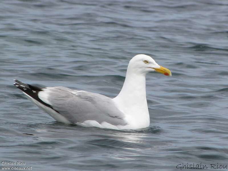 European Herring Gulladult, identification