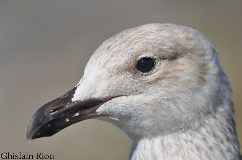 European Herring Gull