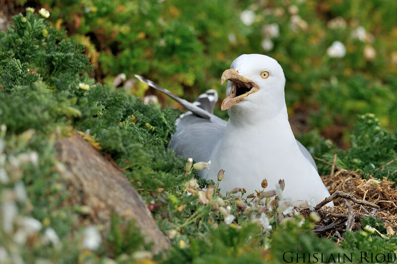 European Herring Gull