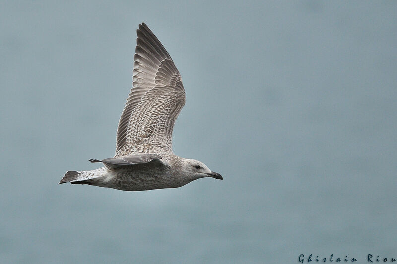 European Herring GullFirst year