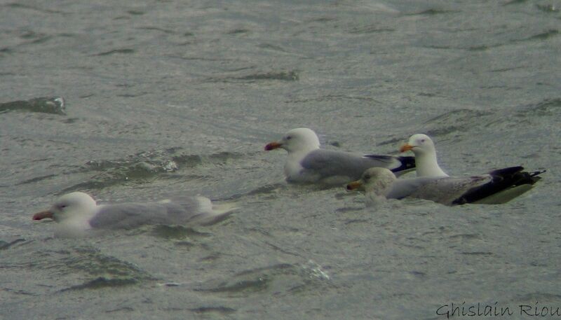 Glaucous Gulladult breeding