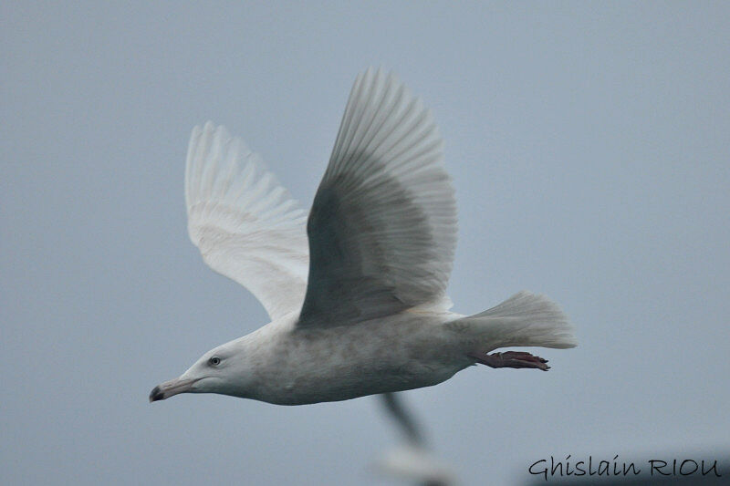 Glaucous GullSecond year