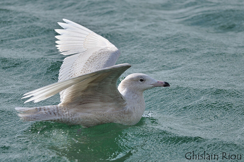 Glaucous GullSecond year