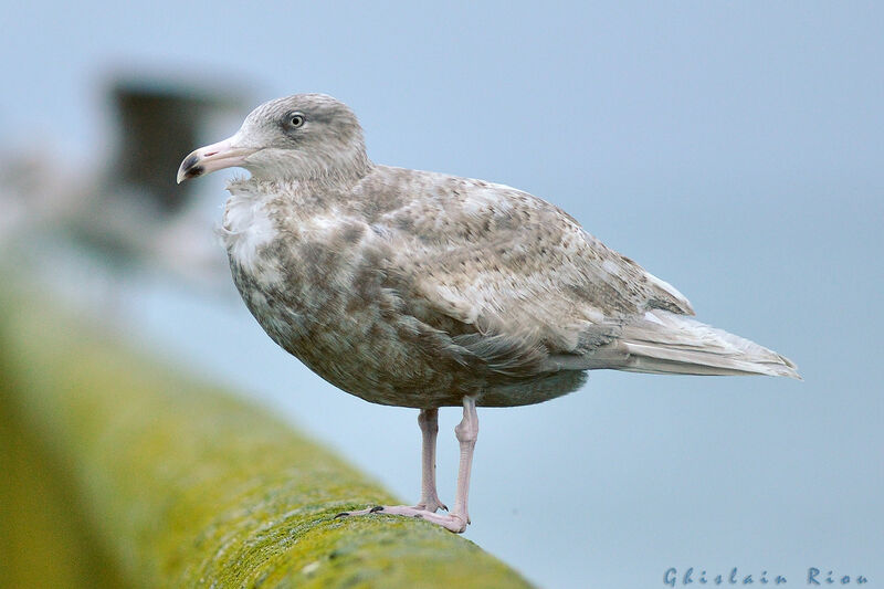 Glaucous GullSecond year