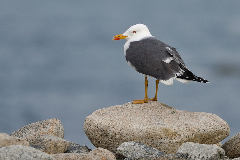 Lesser Black-backed Gulladult