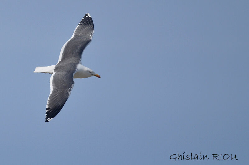 Lesser Black-backed Gull