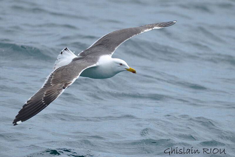 Lesser Black-backed Gull