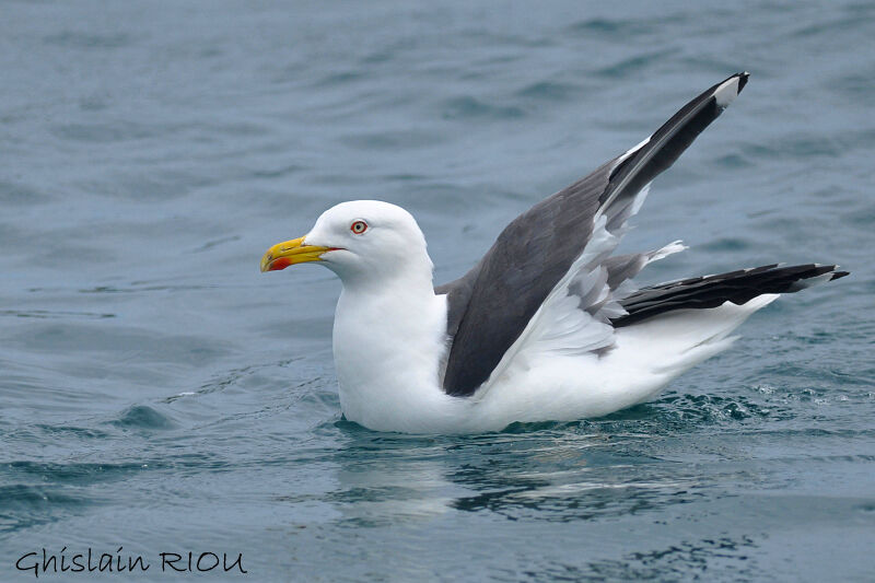 Lesser Black-backed Gull