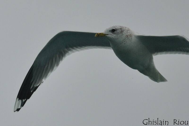 Common Gulladult post breeding