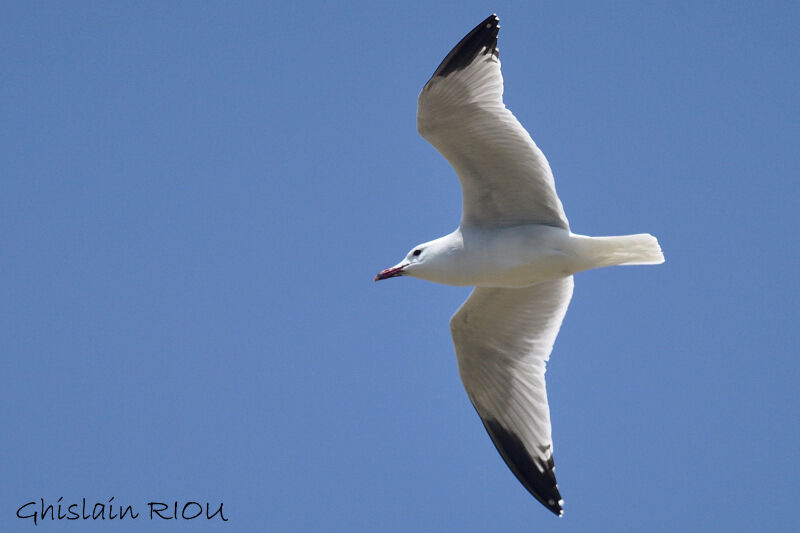 Audouin's Gull