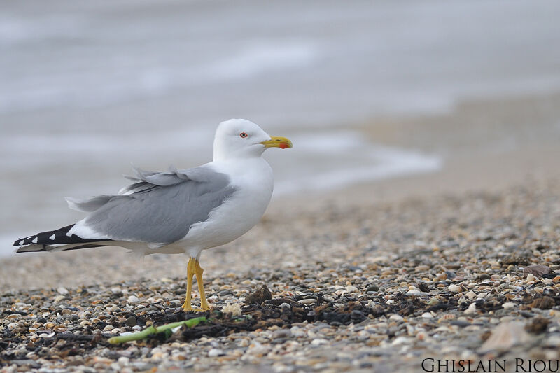 Yellow-legged Gull