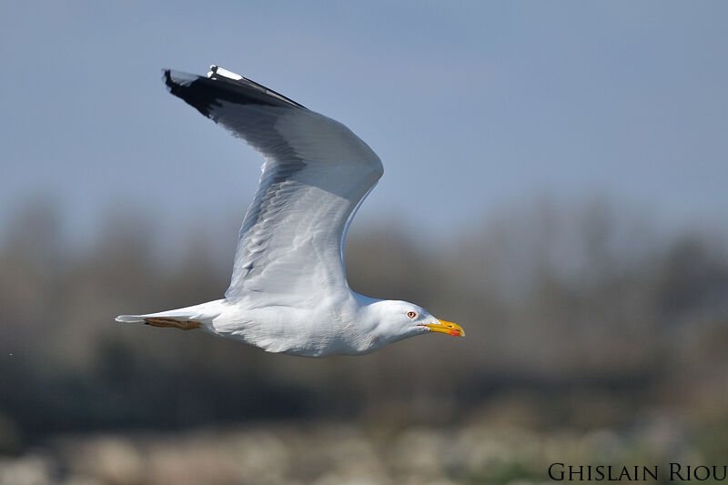 Yellow-legged Gulladult