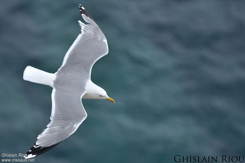 Yellow-legged Gulladult, Flight