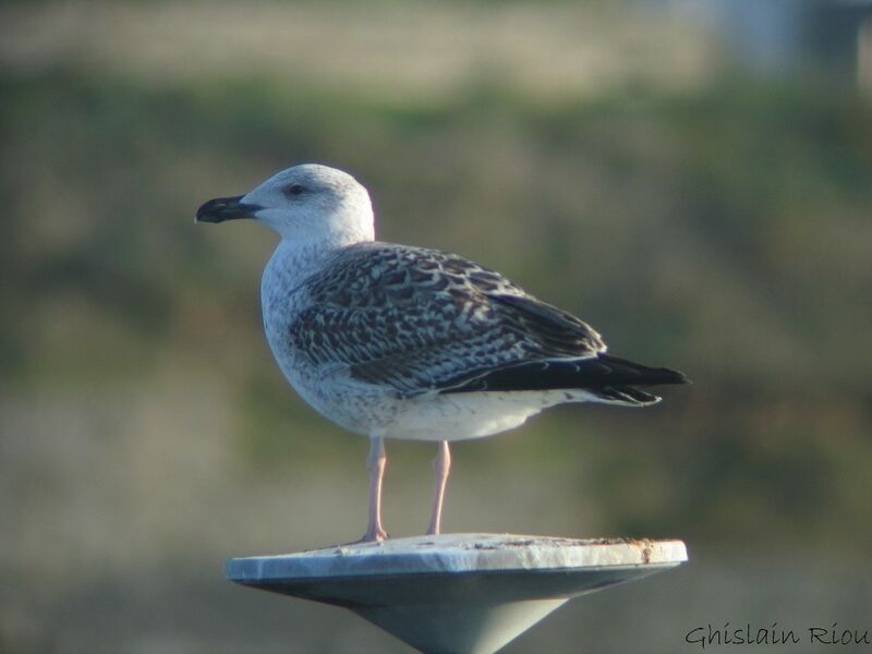 Great Black-backed GullFirst year