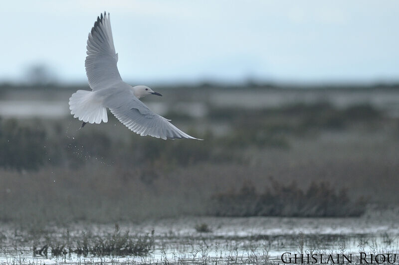 Slender-billed Gull