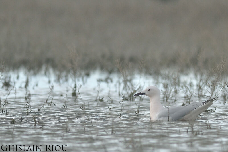 Slender-billed Gull