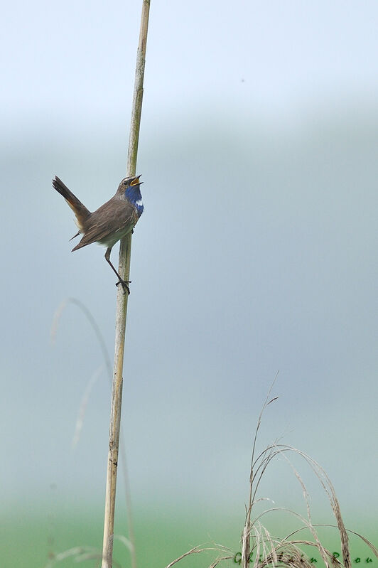 Bluethroat male, song