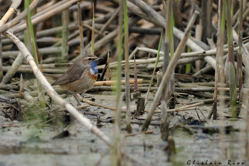 Bluethroat male