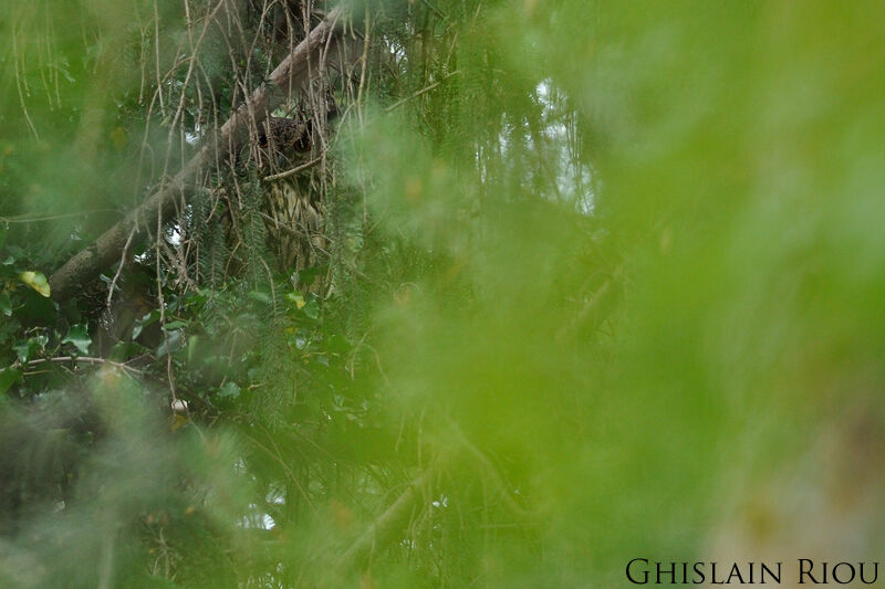 Eurasian Eagle-Owl