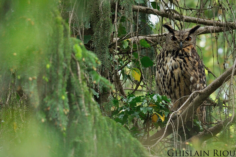 Eurasian Eagle-Owl