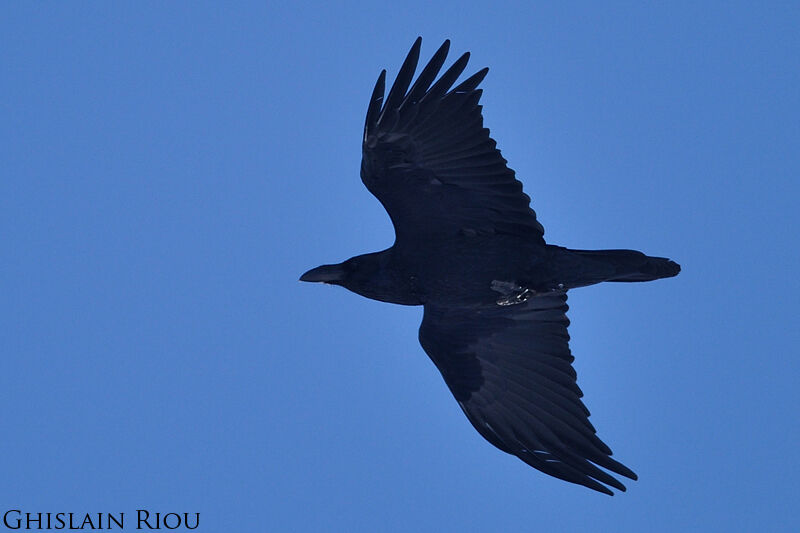 Northern Raven