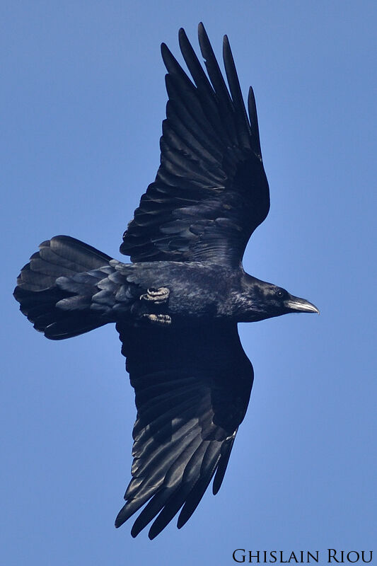 Northern Raven