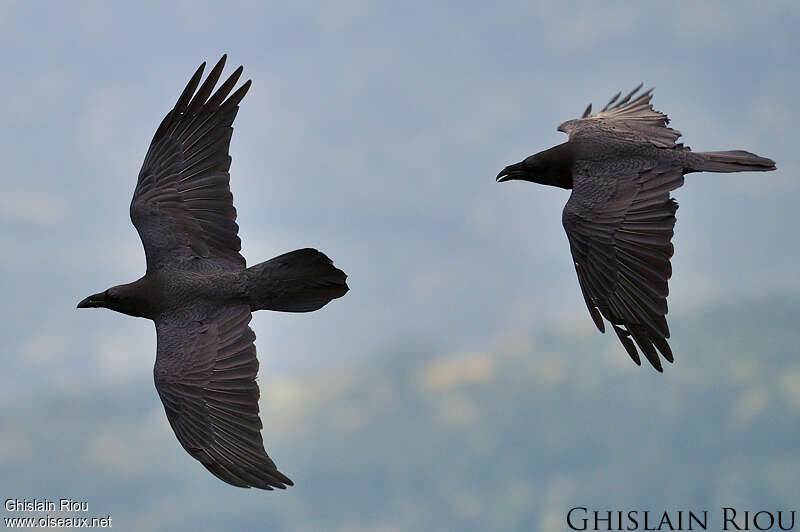 Northern Raven, Flight