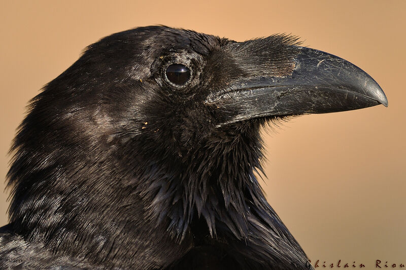 Northern Raven