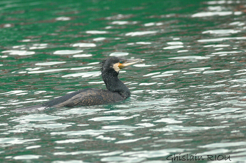 Grand Cormoranadulte nuptial