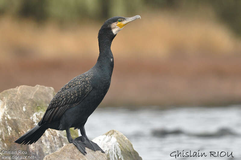 Great Cormorantadult, identification