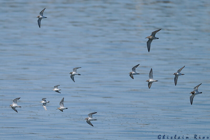 Common Ringed Plover