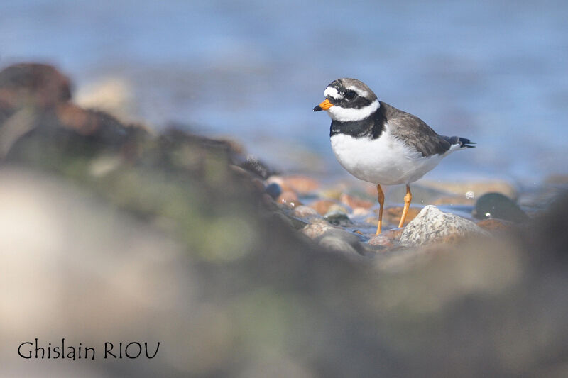 Common Ringed Plover