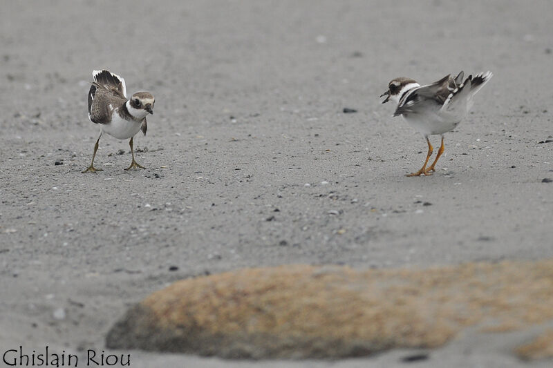 Common Ringed Plover