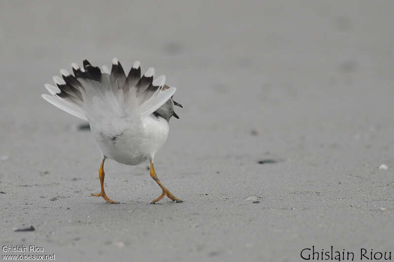 Common Ringed Plover, courting display