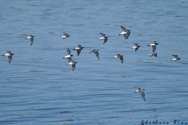 Common Ringed Plover