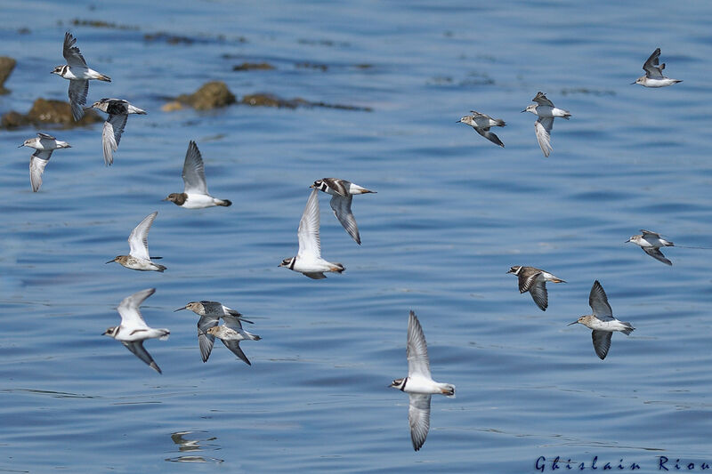 Common Ringed Plover