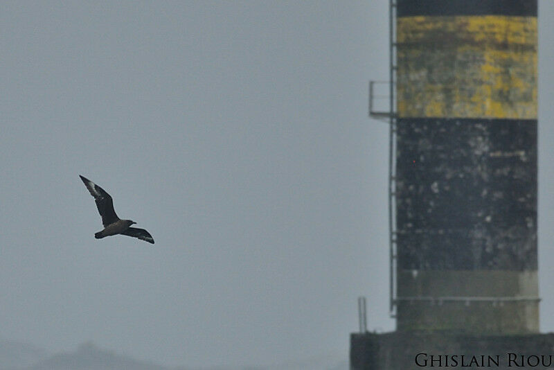 Great Skua