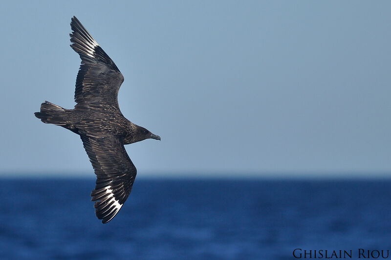 Great Skua