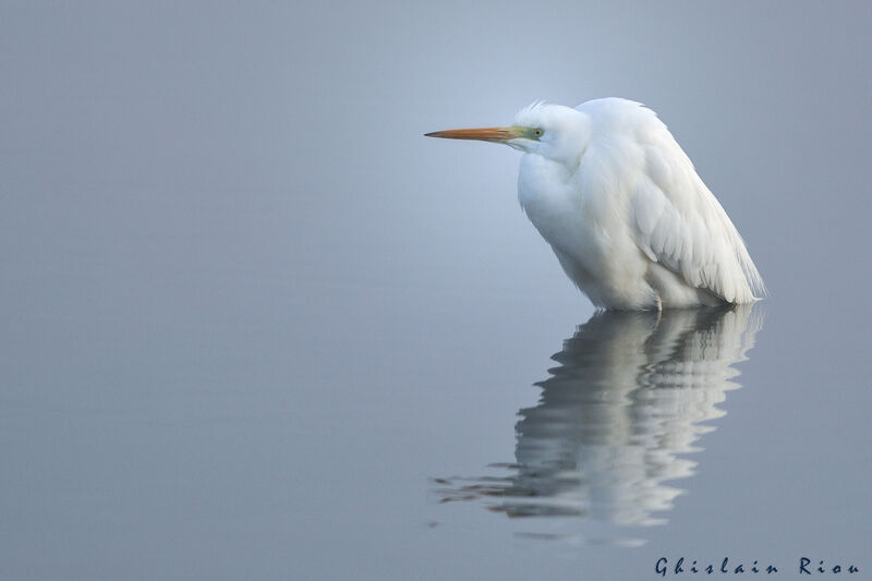 Grande Aigrette