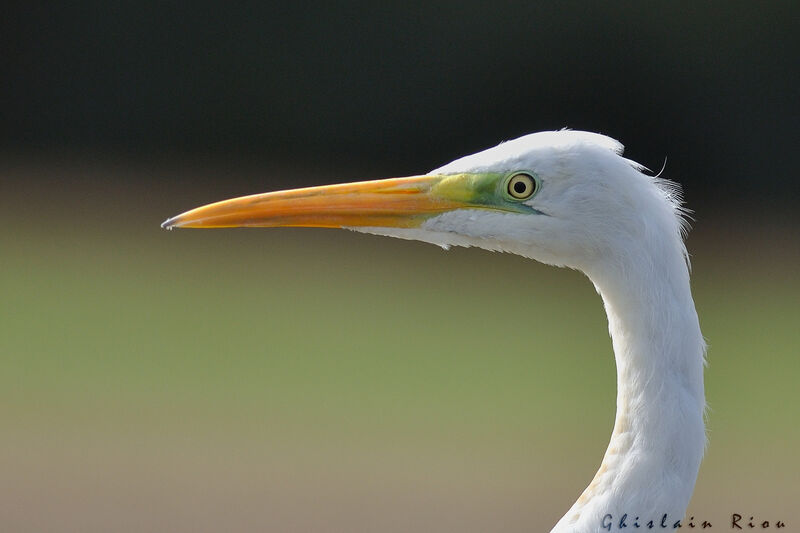 Grande Aigrette